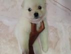 Lion Pomeranian Puppy