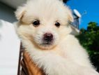 Lion Pomeranian Puppy
