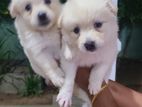 Lion Pomeranian Puppies