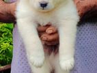 Lion Pomeranian