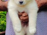 Lion Pomeranian