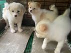 Lion Pomeranian Puppies