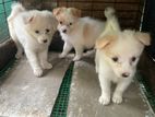 Lion Pomeranian