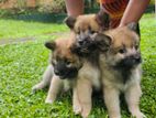 Lion Pomeranian Puppies