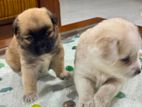 Lion Pomeranian Puppies