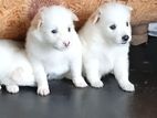 Lion Pomeranian