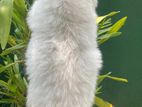 Lion pomeranian