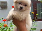 Lion Pomeranian