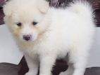 Lion Pomeranian Puppy