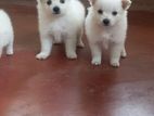 Lion Pomeranian Puppies