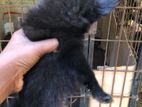 Lion pomeranian