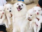 Lion Pomeranian Puppies