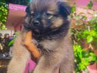 Lion Pomeranian Puppies