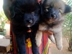 Lion Pomeranian Puppies