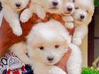 Lion Pomeranian Puppies