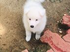 Lion Pomeranian Puppy