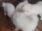 Lion Pomeranian