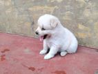 Lion Pomeranian Puppy