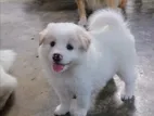 Lion Pomeranian Puppy