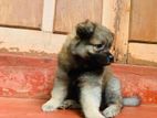 Lion Pomeranian Puppy
