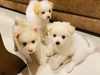 Lion Pomeranian Puppies
