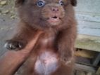 Lion Pomeranian Puppies