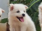 Lion Pomeranian Puppy