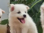 Lion Pomeranian Puppy