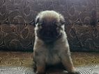 Lion Pomeranian Puppy