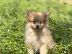 Lion Pomeranian Puppy