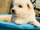 Lion Pomeranian Puppies