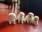 Lion Pomeranian Puppies