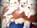 Lion Pomeranian Puppies