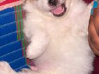 Lion Pomeranian Puppy