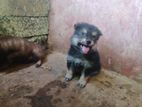 Lion Pomeranian Puppies
