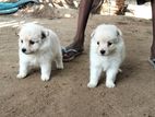 Lion Pomeranian