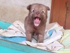 Lion Pomeranian Puppies