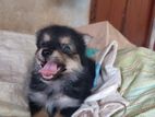 Lion Pomeranian