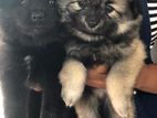 Lion Pomeranian Puppies