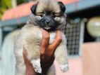 Lion Pomeranian Puppies