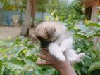 Lion Pomeranian Puppies