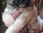 Lion Pomeranian Puppy