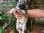 Lion Pomeranian Puppies