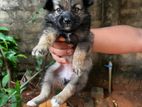 Lion Pomeranian