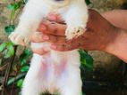 Lion Pomeranian