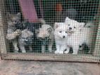 Lion Pomeranian Puppies