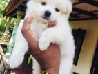 Lion Pomeranian Puppy