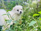 Lion pomeranian