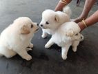 Lion pomeranian