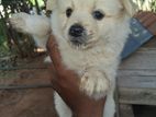 Lion Pomeranian Puppies